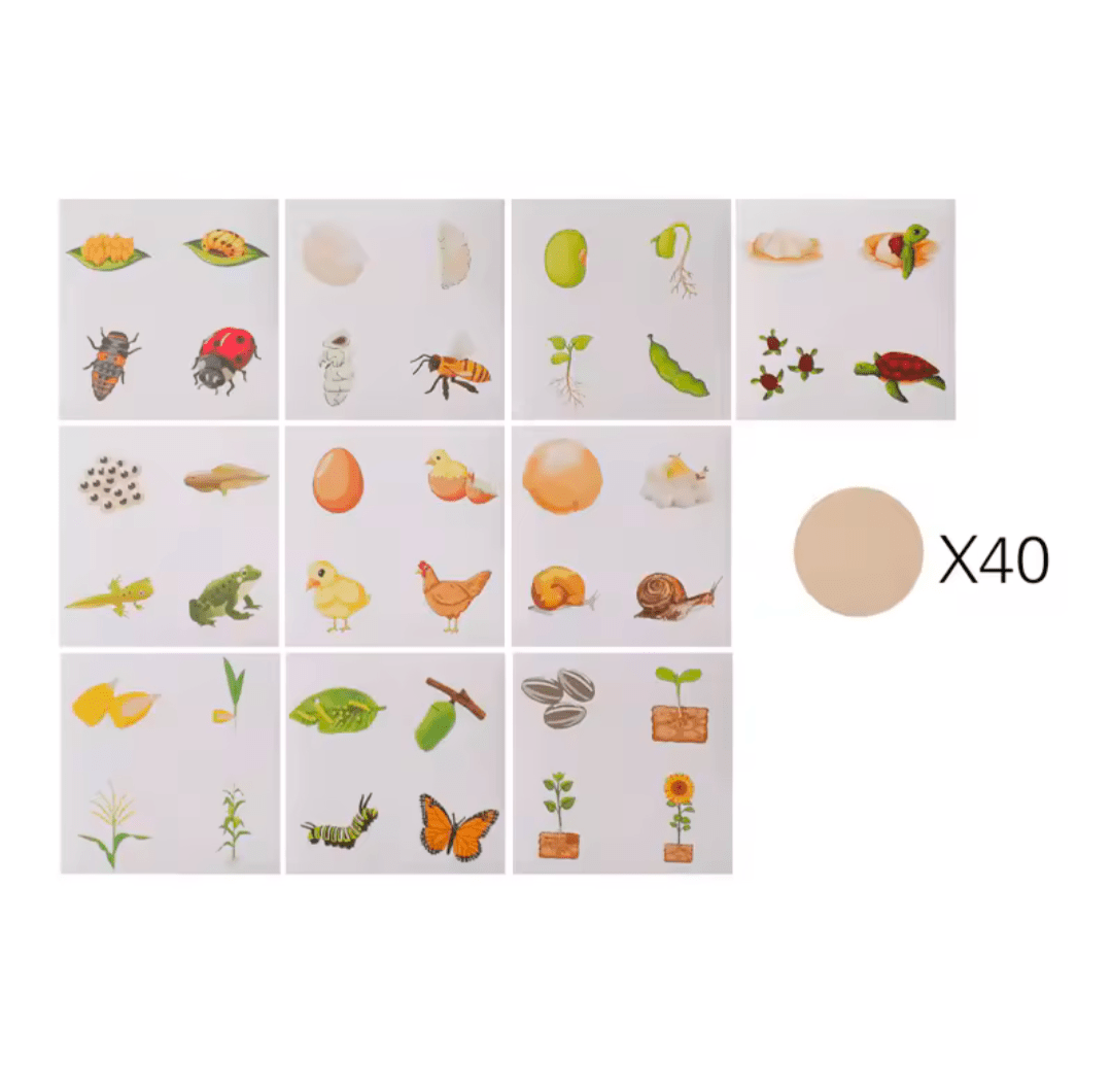 Lebenszyklus - Boards für das Kennenlernen von Flora & Fauna - ADHS Store