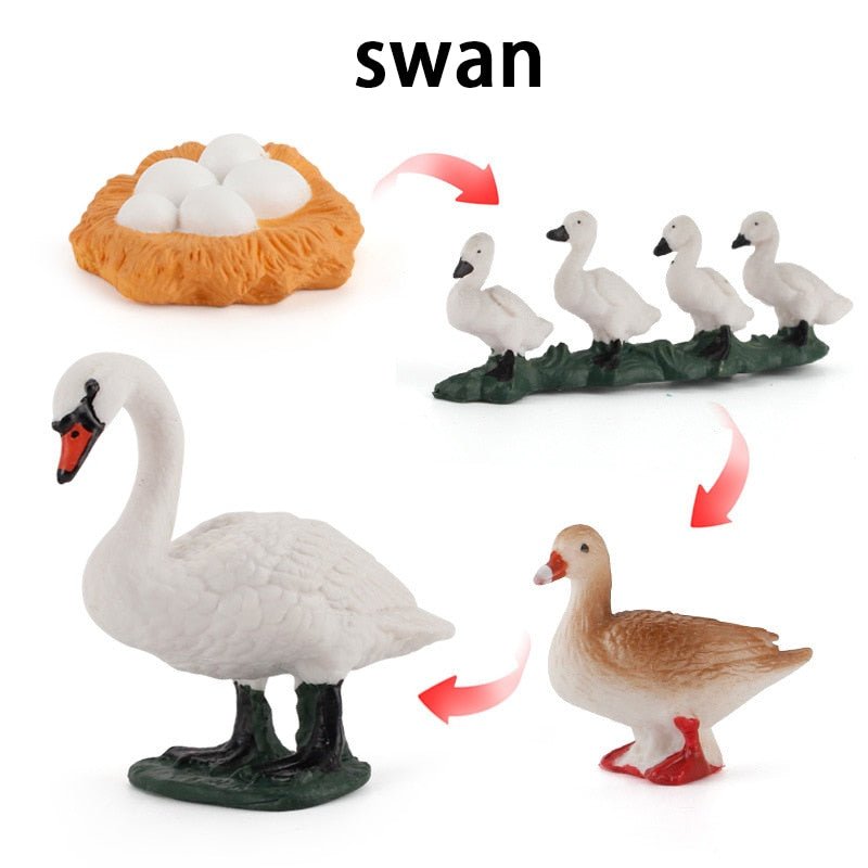 Lebenszyklus - Boards für das Kennenlernen von Flora & Fauna - ADHS Store