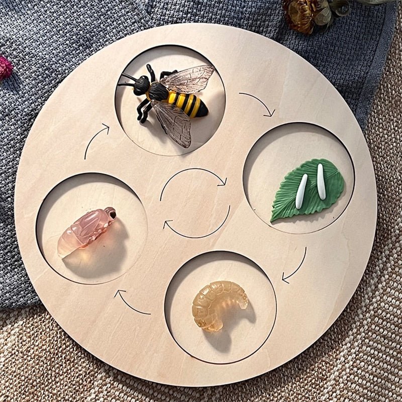 Lebenszyklus - Boards für das Kennenlernen von Flora & Fauna - ADHS Store