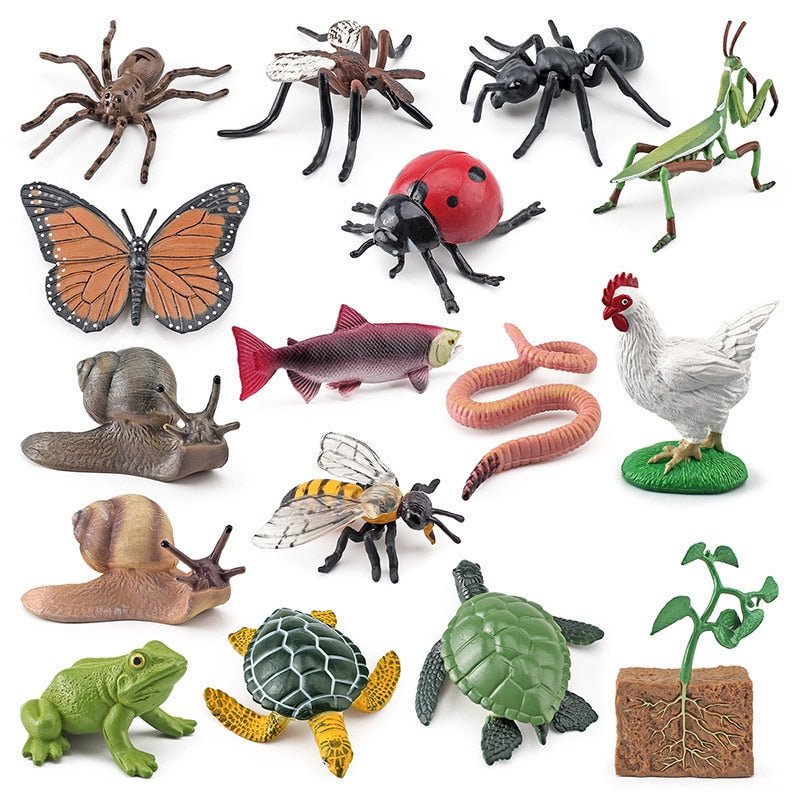 Lebenszyklus - Boards für das Kennenlernen von Flora & Fauna - ADHS Store