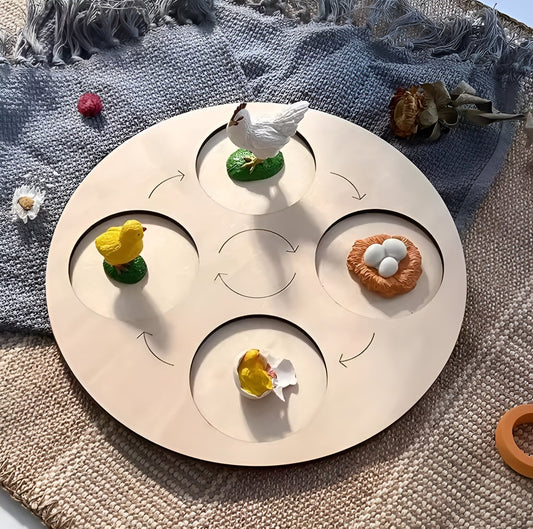 Lebenszyklus - Boards für das Kennenlernen von Flora & Fauna - ADHS Store