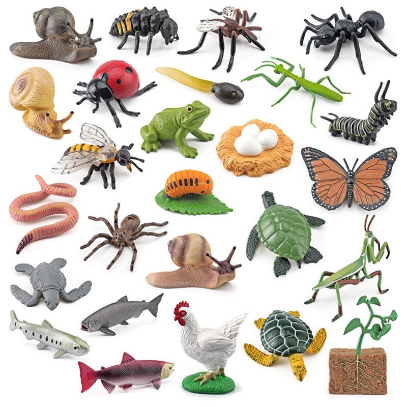 Lebenszyklus - Boards für das Kennenlernen von Flora & Fauna - ADHS Store