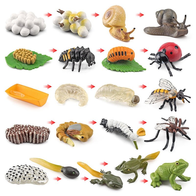 Lebenszyklus - Boards für das Kennenlernen von Flora & Fauna - ADHS Store