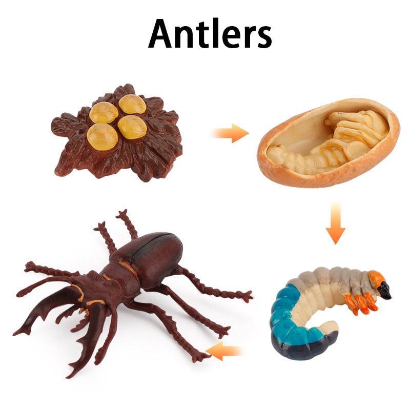 Lebenszyklus - Boards für das Kennenlernen von Flora & Fauna - ADHS Store