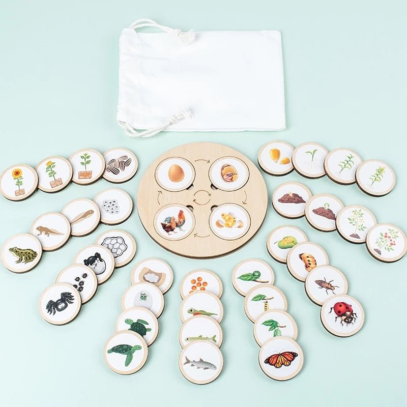 Lebenszyklus - Boards für das Kennenlernen von Flora & Fauna - ADHS Store