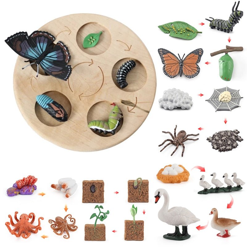 Lebenszyklus - Boards für das Kennenlernen von Flora & Fauna - ADHS Store