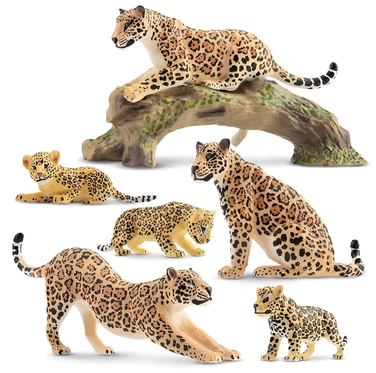 Lebenszyklus - Boards für das Kennenlernen von Flora & Fauna - ADHS Store