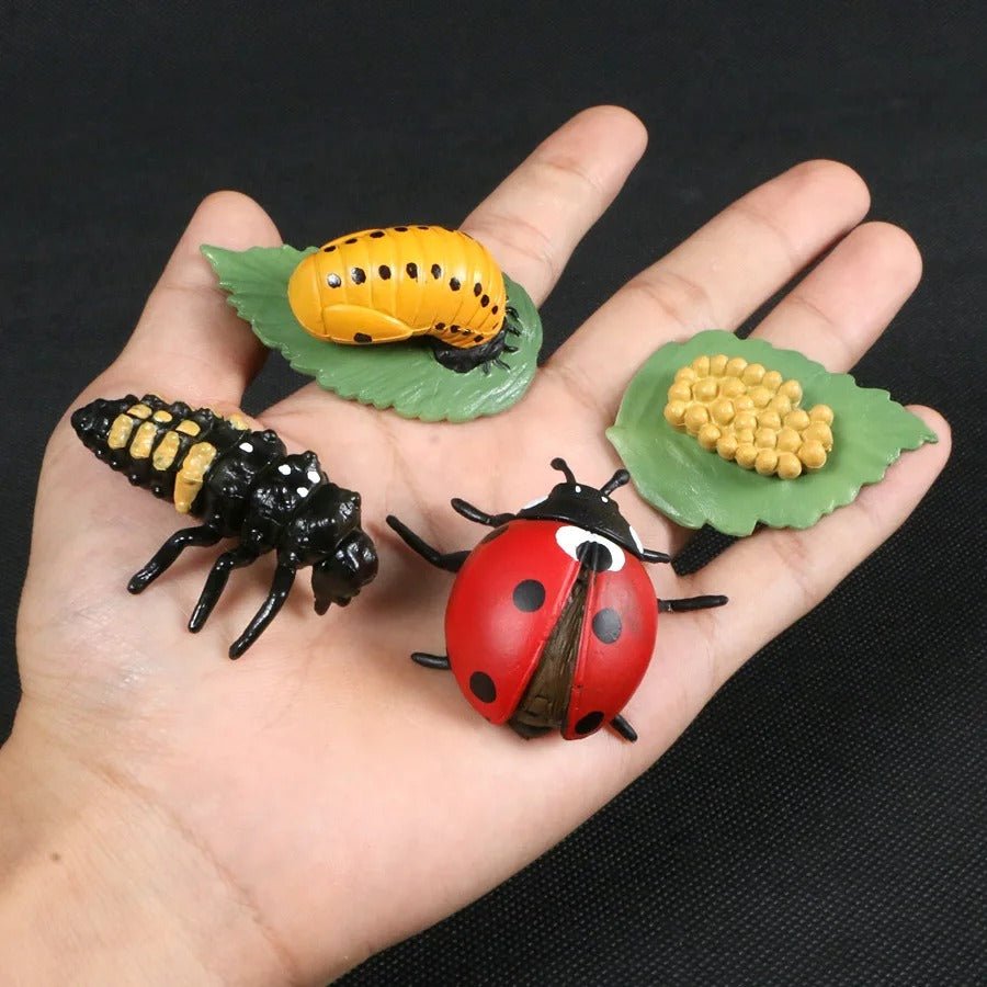 Lebenszyklus-Boards für das Kennenlernen von Flora & Fauna - ADHS Store