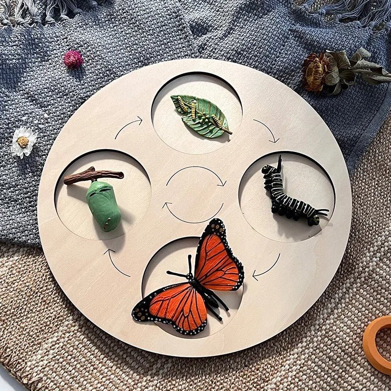 Lebenszyklus-Boards für das Kennenlernen von Flora & Fauna - ADHS Store
