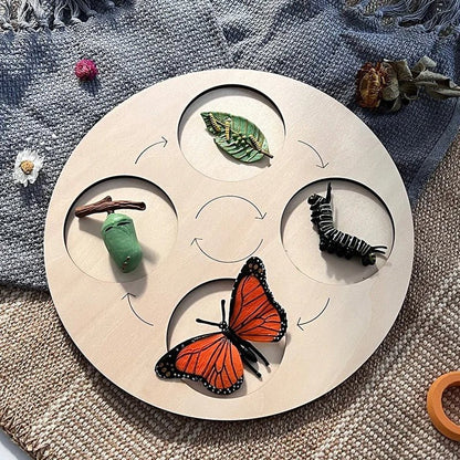 Lebenszyklus-Boards für das Kennenlernen von Flora & Fauna - ADHS Store