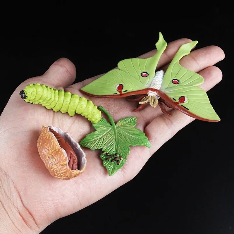 Lebenszyklus-Boards für das Kennenlernen von Flora & Fauna - ADHS Store