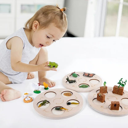 Lebenszyklus-Boards für das Kennenlernen von Flora & Fauna - ADHS Store
