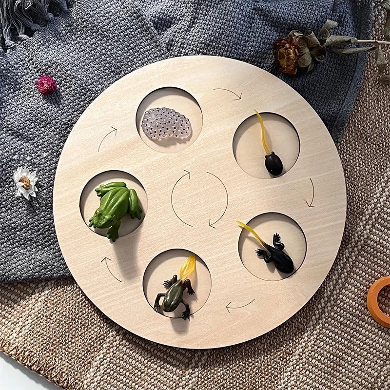 Lebenszyklus-Boards für das Kennenlernen von Flora & Fauna - ADHS Store