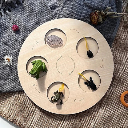 Lebenszyklus-Boards für das Kennenlernen von Flora & Fauna - ADHS Store