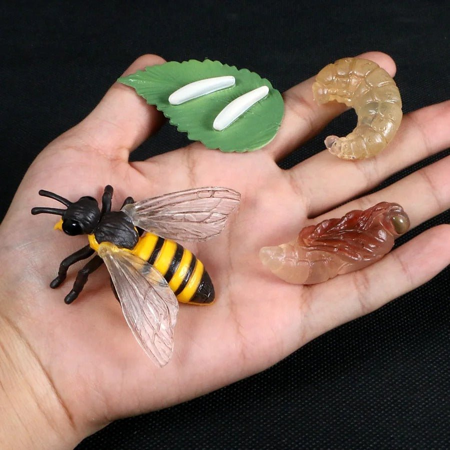 Lebenszyklus-Boards für das Kennenlernen von Flora & Fauna - ADHS Store