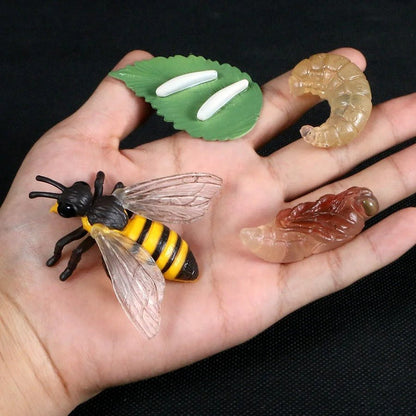 Lebenszyklus-Boards für das Kennenlernen von Flora & Fauna - ADHS Store