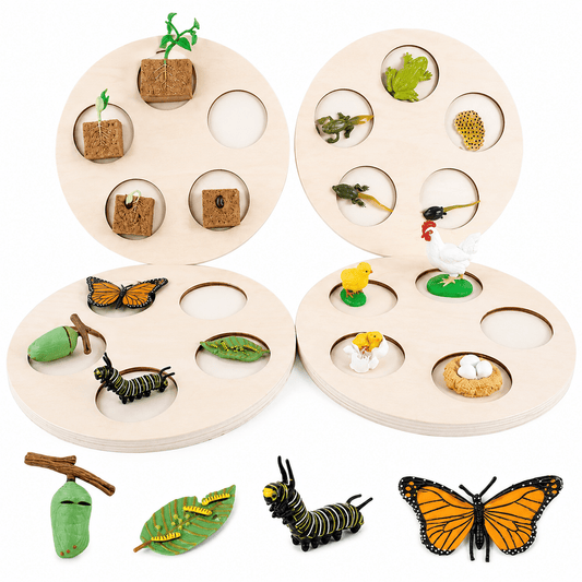 Lebenszyklus-Boards für das Kennenlernen von Flora & Fauna - ADHS Store