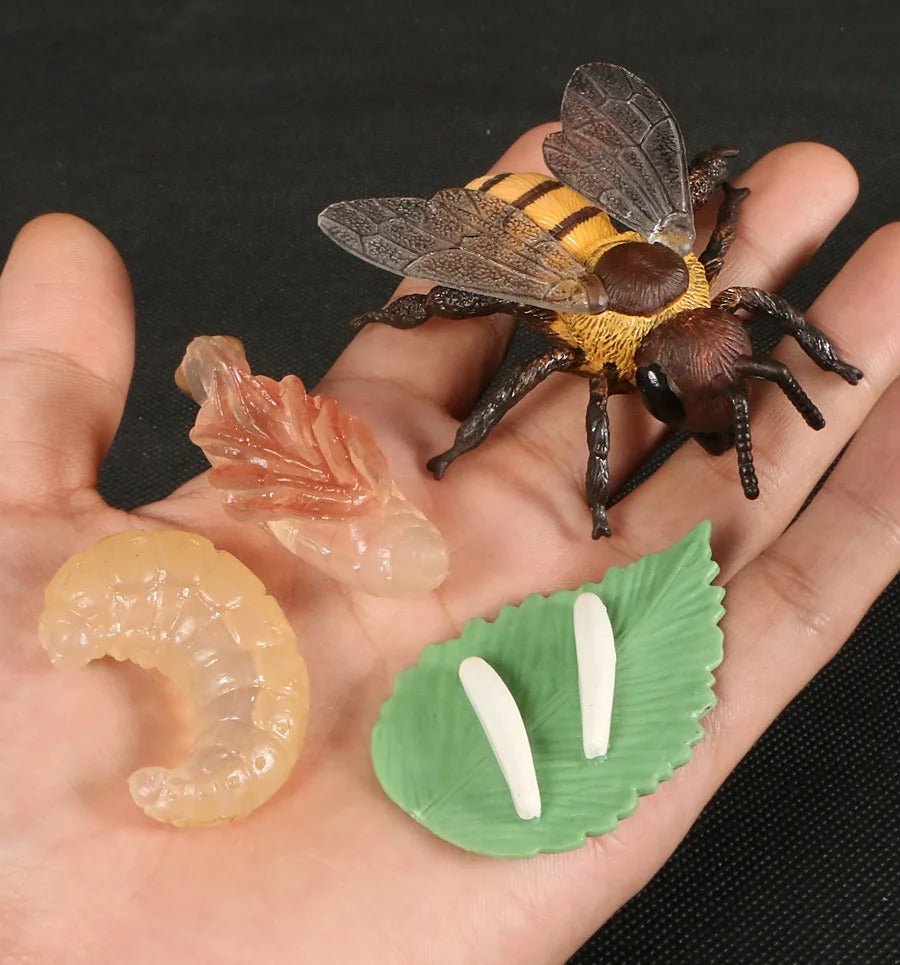 Lebenszyklus-Boards für das Kennenlernen von Flora & Fauna - ADHS Store