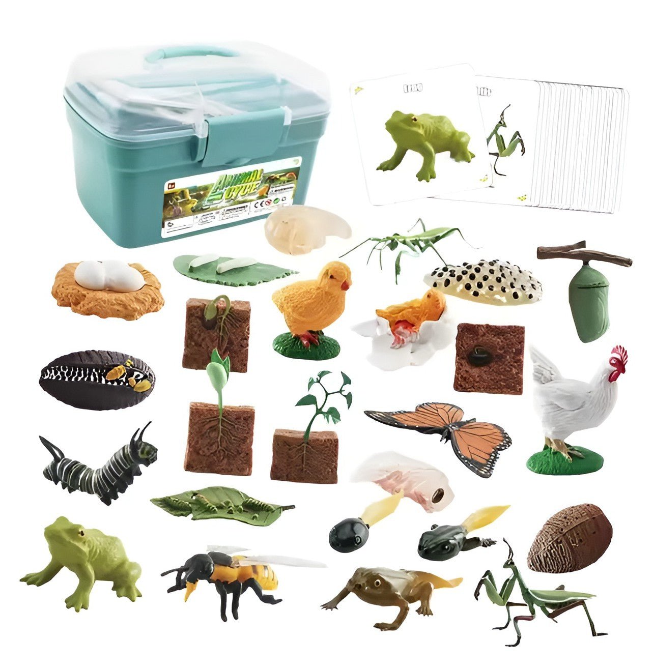 Lebenszyklus - Boards für das Kennenlernen von Flora & Fauna - ADHS Store