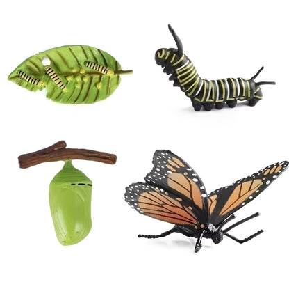 Lebenszyklus - Boards für das Kennenlernen von Flora & Fauna - ADHS Store