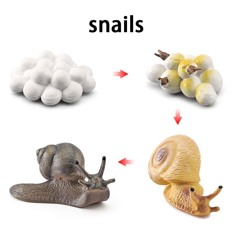 Lebenszyklus - Boards für das Kennenlernen von Flora & Fauna - ADHS Store