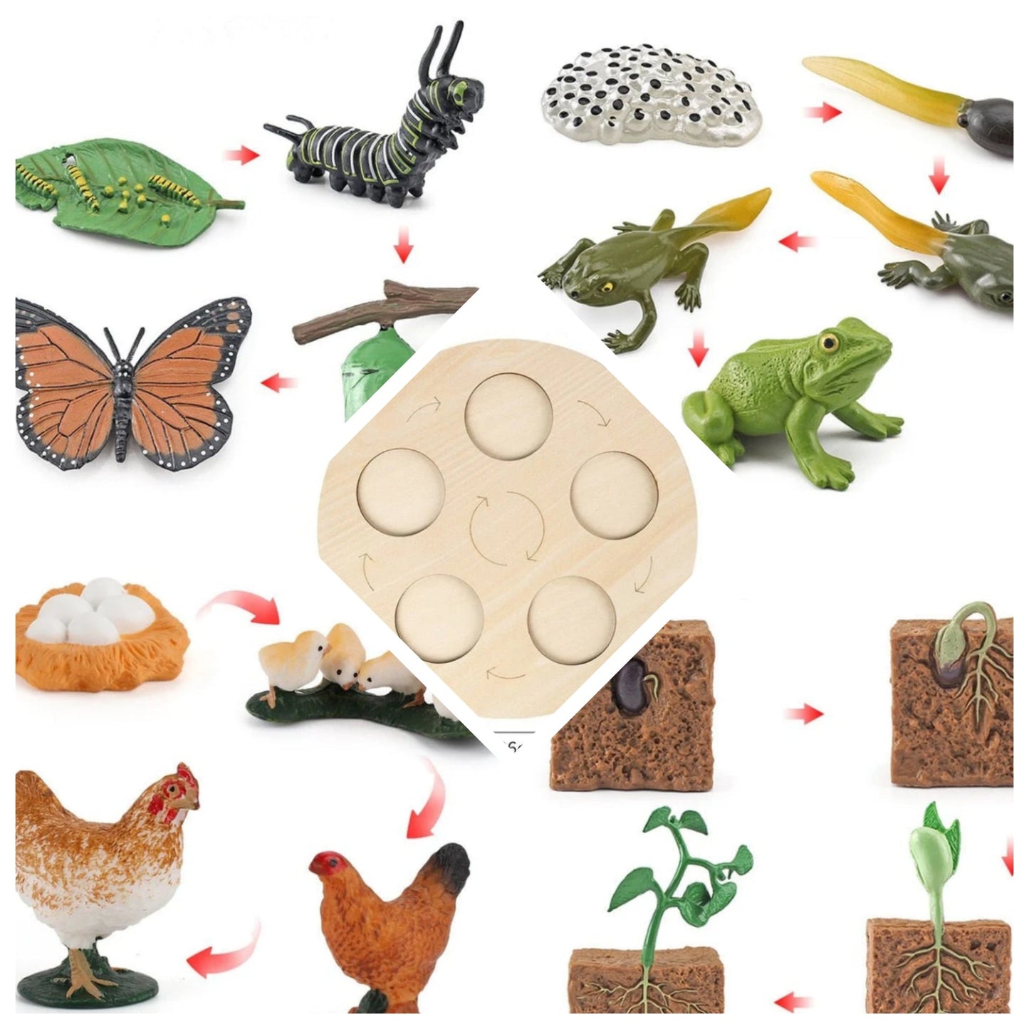 Lebenszyklus - Boards für das Kennenlernen von Flora & Fauna - ADHS Store