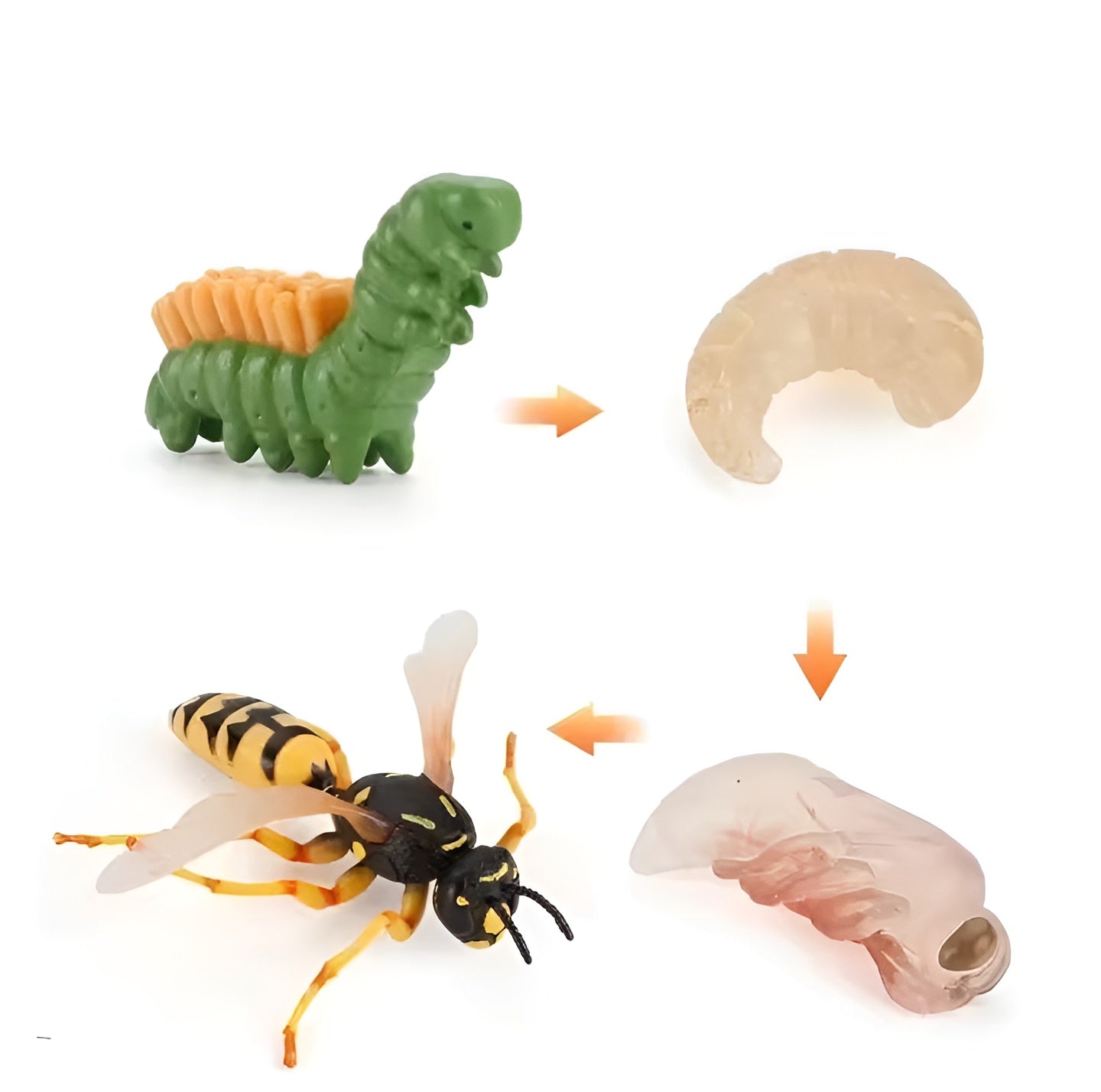 Lebenszyklus - Boards für das Kennenlernen von Flora & Fauna - ADHS Store