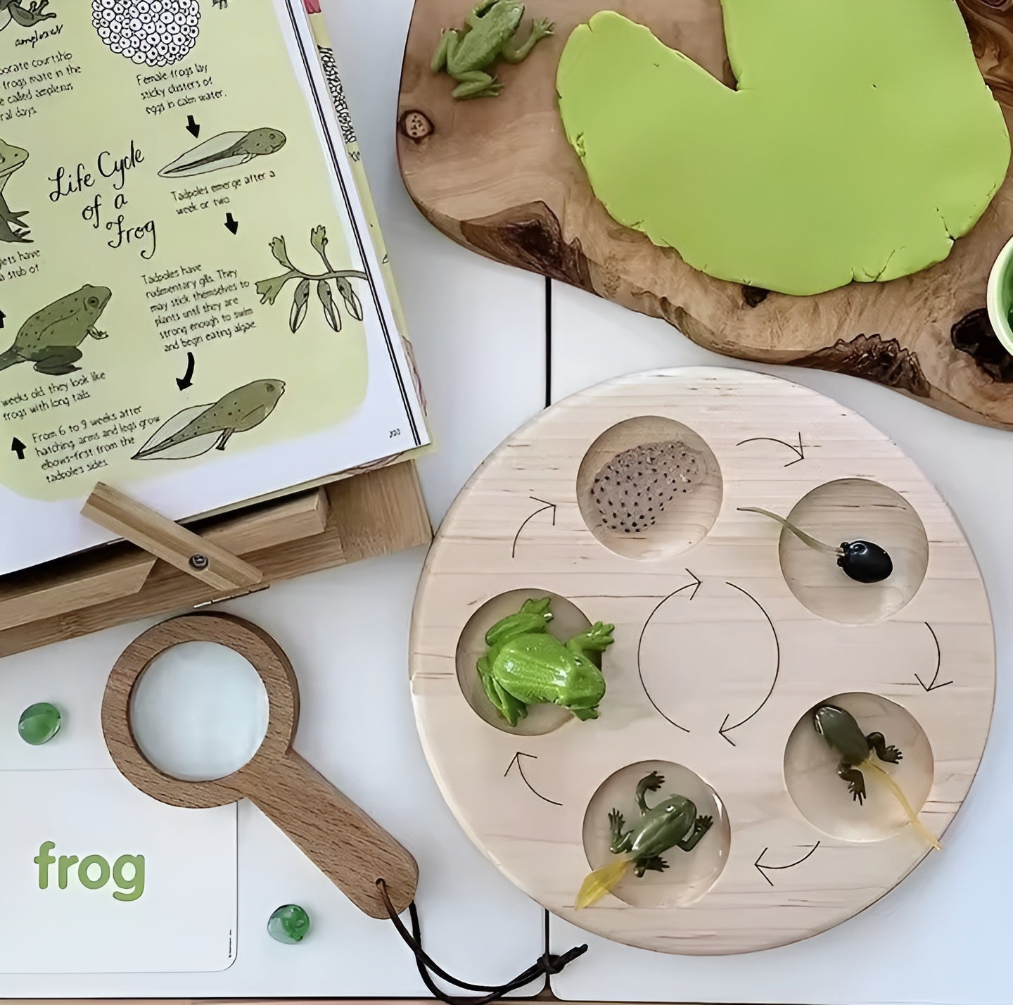 Lebenszyklus - Boards für das Kennenlernen von Flora & Fauna - ADHS Store