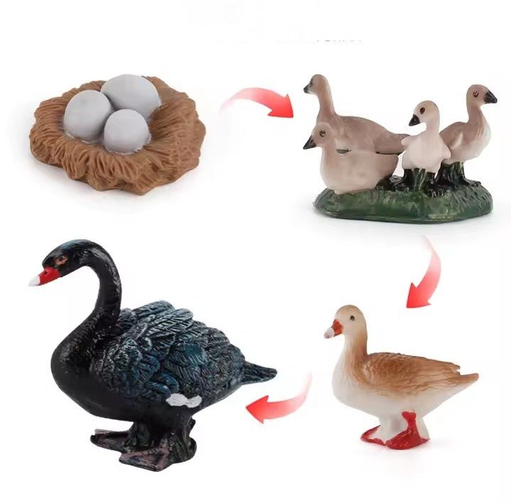 Lebenszyklus - Boards für das Kennenlernen von Flora & Fauna - ADHS Store