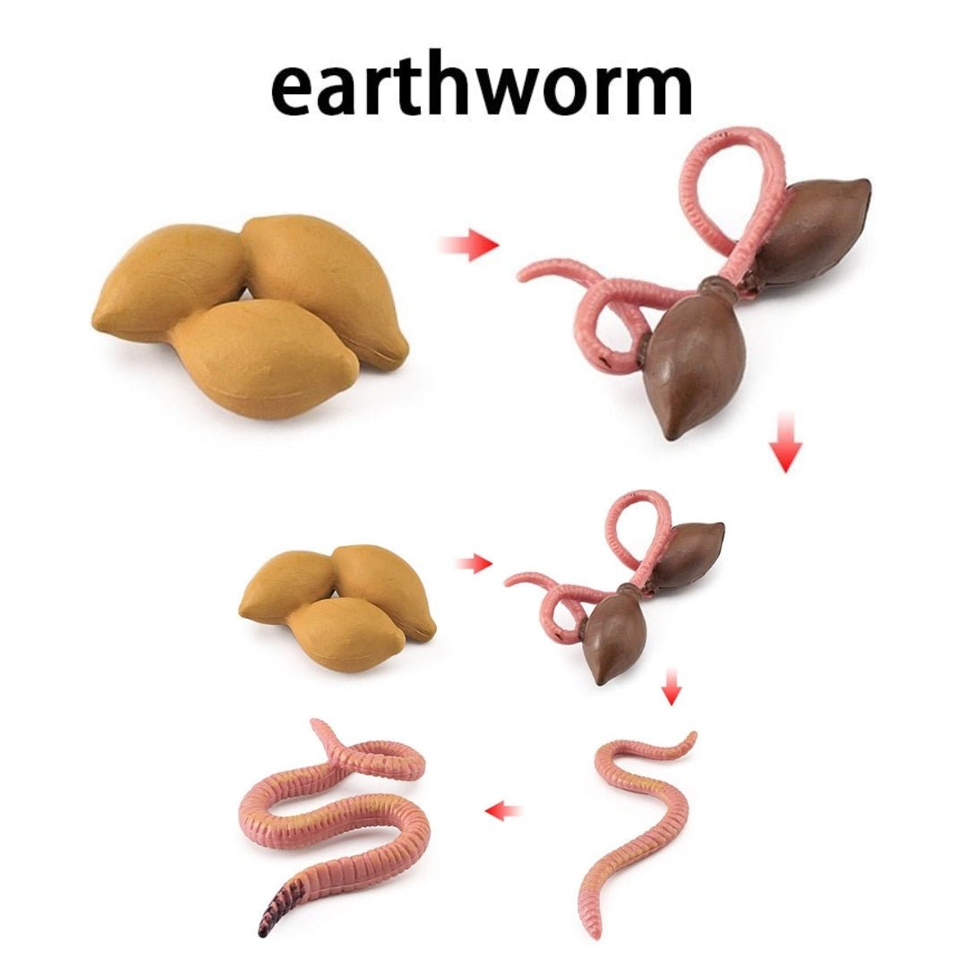 Lebenszyklus - Boards für das Kennenlernen von Flora & Fauna - ADHS Store