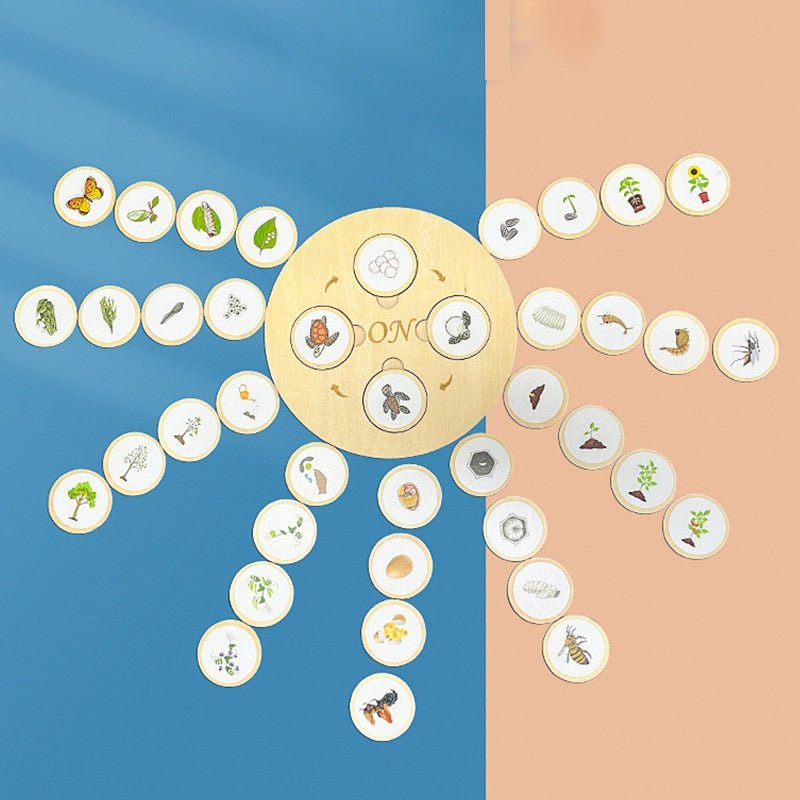 Lebenszyklus - Boards für das Kennenlernen von Flora & Fauna - ADHS Store