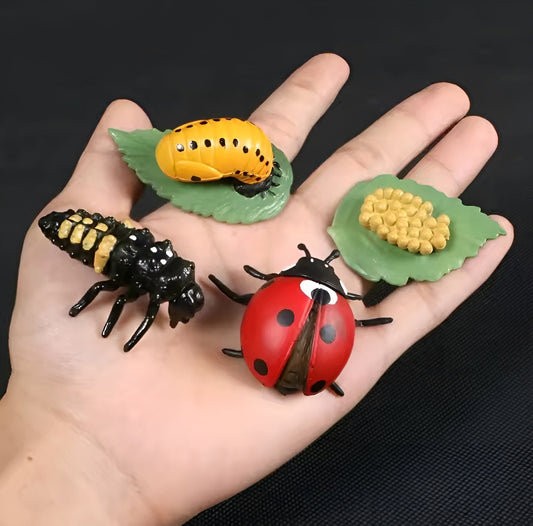 Lebenszyklus - Boards für das Kennenlernen von Flora & Fauna - ADHS Store