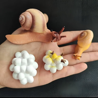 Lebenszyklus - Boards für das Kennenlernen von Flora & Fauna - ADHS Store