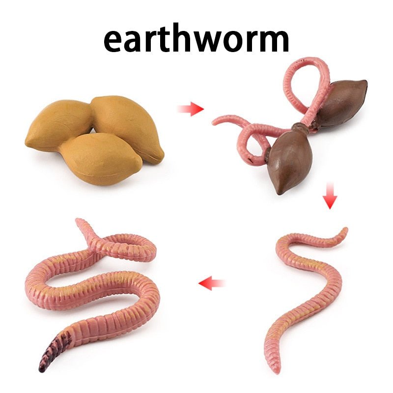 Lebenszyklus - Boards für das Kennenlernen von Flora & Fauna - ADHS Store