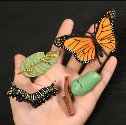 Lebenszyklus - Boards für das Kennenlernen von Flora & Fauna - ADHS Store