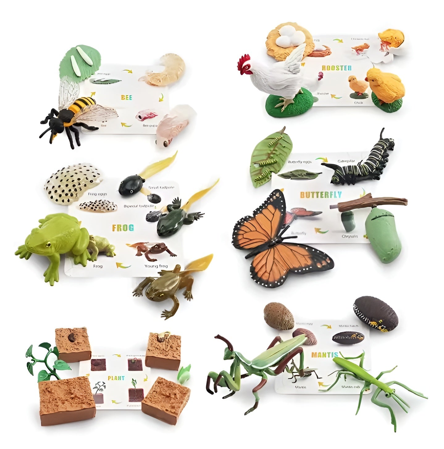 Lebenszyklus - Boards für das Kennenlernen von Flora & Fauna - ADHS Store