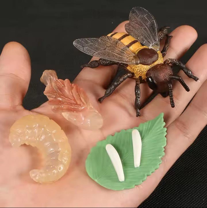 Lebenszyklus - Boards für das Kennenlernen von Flora & Fauna - ADHS Store