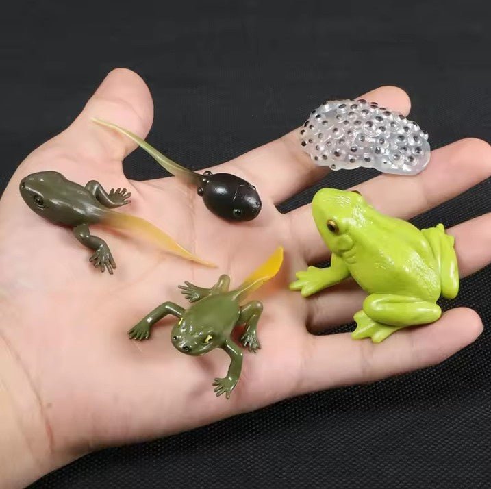 Lebenszyklus - Boards für das Kennenlernen von Flora & Fauna - ADHS Store