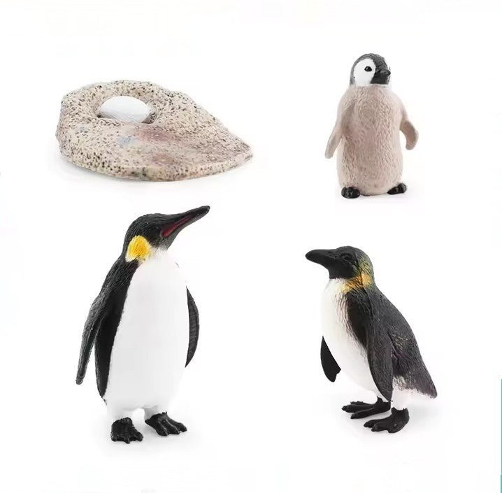 Lebenszyklus - Boards für das Kennenlernen von Flora & Fauna - ADHS Store